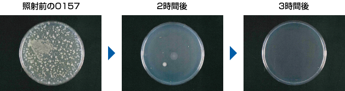 O157照片(啟動2台閃流放電裝置) | 照射前、2小時後、3小時後